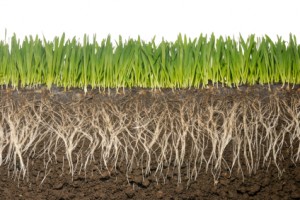 grassroots and soil