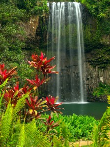 The Millaa Millaa falls in Queensland Australia