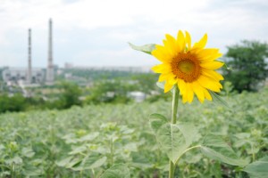 Sunflower against industrial background