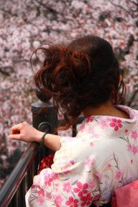 Japanese girl looking at blossoming cherry in Kyoto